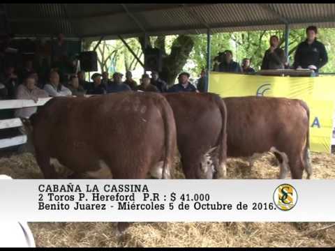 05-10-16 Venta de Toros P. Hereford - Cabaña La Cassina - B. Juarez.