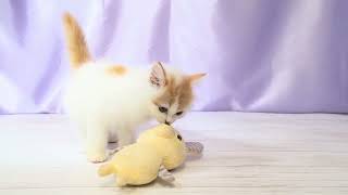 スコティッシュストレートの動画01