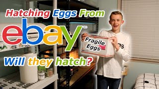 Unboxing & Incubating Silkie Hatching Eggs from eBay!