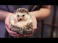OWNING A PET HEDGEHOG FACTS - UPDATED