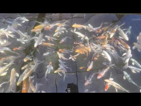 8-12" Butterfly Koi from Blue Ridge Fish Hatchery