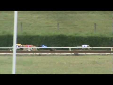 European Derby Sprint Plate - Lynn Camolin