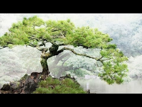 Relaxing Japanese Music - Bonsai Trees