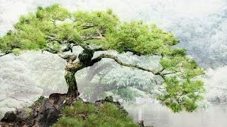 Relaxing Japanese Music - Bonsai Trees