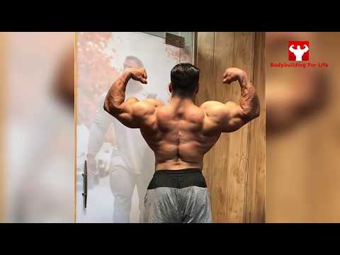 Hadi Choopan   Massive  Persian Wolf