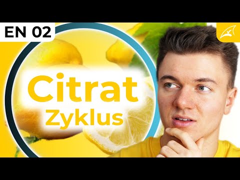 Citratzyklus - einfach erklärt! // Wie aus Acetyl-CoA Energie wird ...
