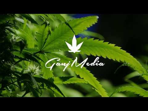 Sammie Beats - Sativa