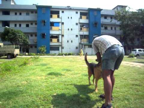 My alsatian (tiger) at play by mithun....