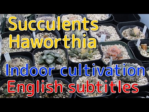 , title : '【多肉植物】成長期到来！LED室内栽培紹介！Haworthia Indoor cultivation．English subtitles ハオルチア　ハオルシア　珍奇植物　Succulents'