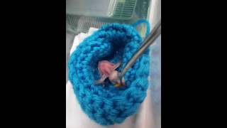 Chimney Swift Nestling