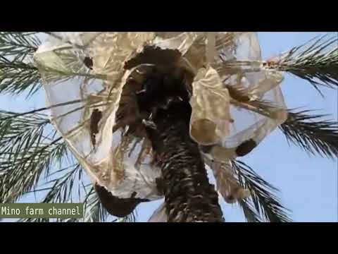 Dates palm Harvesting by Shaking Machine   Packing Dates Modern Agricultural Technology