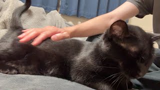 【黒猫】首輪外すと雰囲気違う