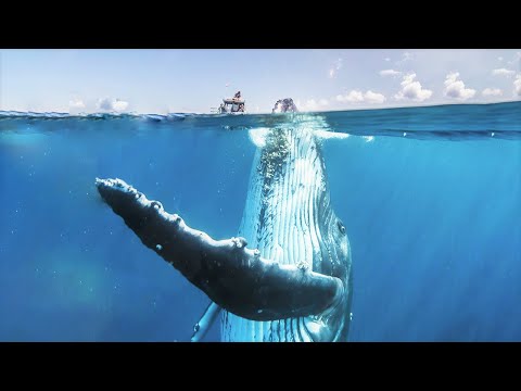 Top 10 Largest Fish Alive on Planet Earth