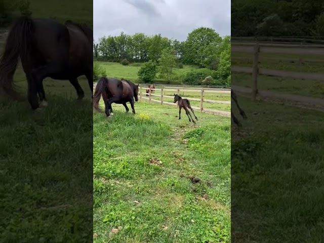 ? Jeunes Chevaux & Poneys de Sport  Direct &Eacute;leveur 