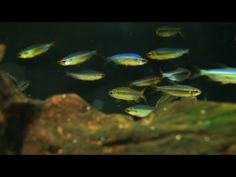 Prachtkongosalmler - Alestopetersius brichardi