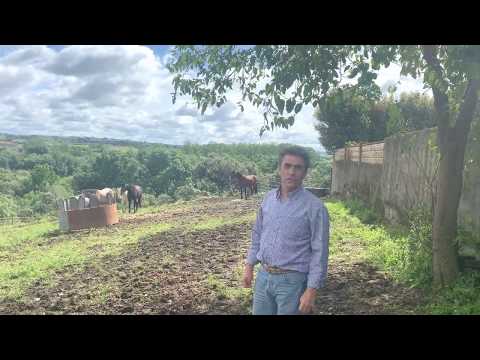 Yeguada: Potros de 3 años