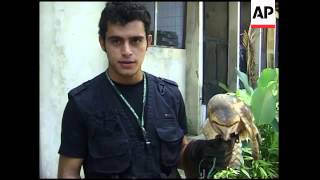 Conservationists use falconry techniques to rehabilitate birds of prey