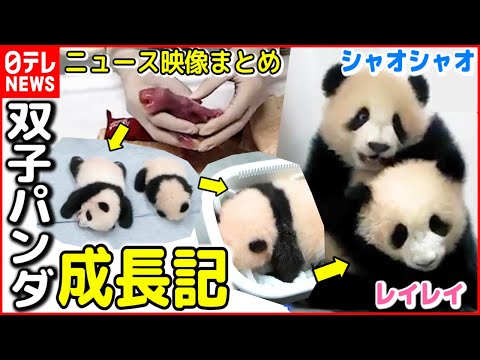 シャオシャオ&レイレイ」のYahoo!リアルタイム検索 - X（旧Twitter）を