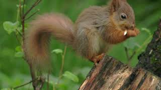 Haweswater's Red Squirrels