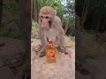 Monkey Don't Drink Alcohol #animal #babymonkey #monkeyaround #youtubeshorts #cow #cute