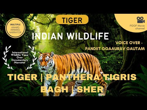 Hindi Documentary Voice Over - Wildlife Tiger