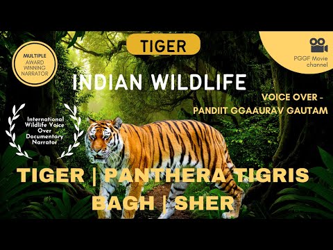 Pandit Gaurav Gautam Hindi Documentary Voice Over - Wildlife Tiger
