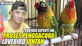 Download lagu SO THIS IS HOW IT TURNS OUT? HOW TO ENGAGE A MALE LOVEBIRD || UNVEILING THE SECRET, FROM THE ANXI... mp3