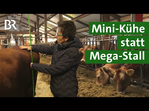 Jersey Rinder - die kleinsten Milchkühe der Welt! Das sind ihre Vorteile | Unser Land | BR