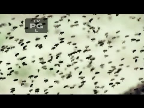 Fear Factor S07E06   The Bees Are So Angry