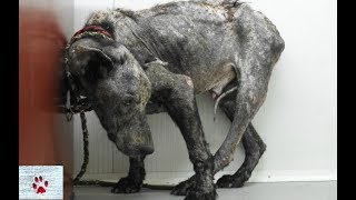 A dog named Monty - story of a lone wolf