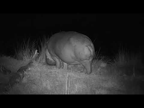Djuma: Hippo arriving-Pt:2 - 19:55 - 05/24/21