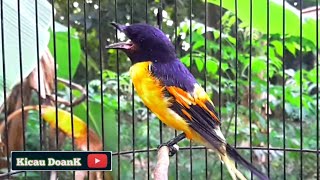 Download lagu Keren Banget Suara Pikat Burung Mantenan Himalaya mp3