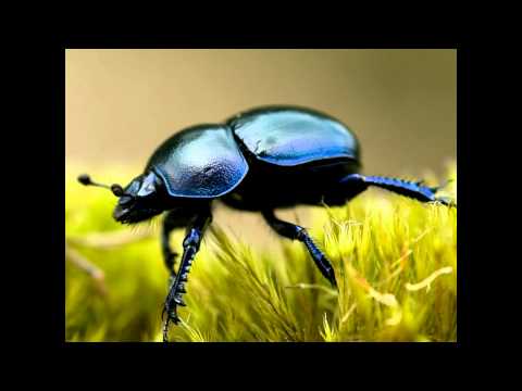 Dung beetle: The cafetaria experiment