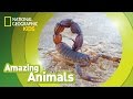 Scorpion | Amazing Animals