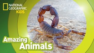 Scorpion | Amazing Animals