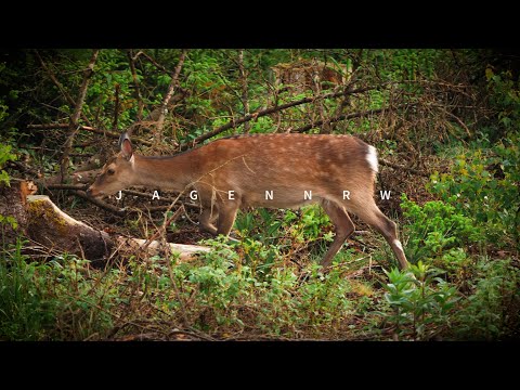 Schmaltier oder nicht? — Jagd auf Sikawild | Arnsberger Wald — jagenNRW story #22