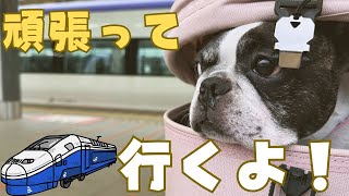 仕事終わりに新潟へ行ってみた🚄