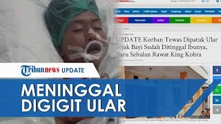 Viral Rendy Remaja 18 Tahun di Depok Meninggal Dunia setelah Digigit King Kobra, Ini Kronologinya
