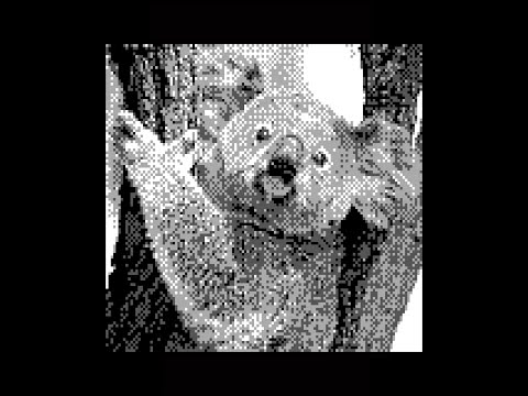 Video thumbnail for Koala