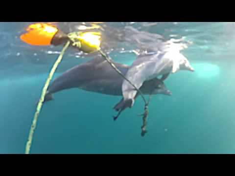 Делфин помага на малкото си да оцелее 