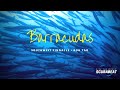 Barrakudas beim Southwest Pinnacle, Koh Tao Thailand, Tausende von Barracudas, Koh Tao, Morgentauchgang, Thailand