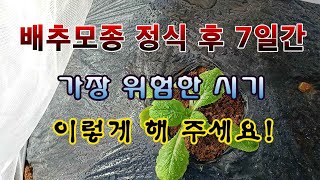 [텃밭농부 2,046]  김장배추 모종 정식후 7일간. 중요한 작업! #배추재배