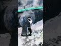 Omoriyama Zoo In Akita Japan