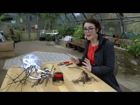 Grafting apple trees - guide to whip and tongue grafting (bench grafting) for fruit trees