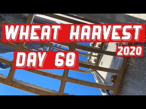 Wheat Harvest 2020 - Day 68 (8/11/20)
