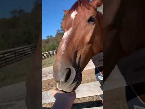 Mind fart I just videoed Teddy so Harry came out Teddy, but it’s Harry and Minty