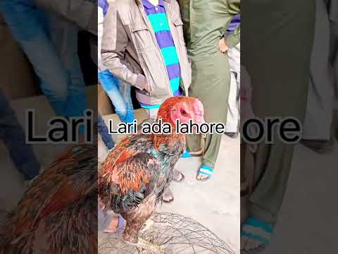 Lari ada murga mandi 🔥🔥🔥🔥🔥💯🔥🔥#trendingshorts #viral #trending #shortsfeed #lari ada murga mandi