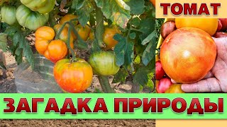 Томат Загадка природы: отзывы, описание сорта, фото, видео, отзывы ...