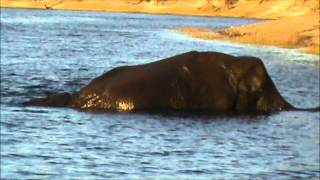 preview picture of video 'Zovu Elephant Lodge - Clip 2015'