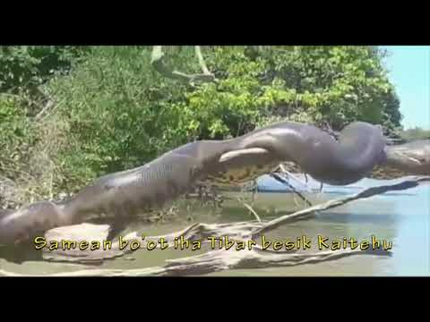 Samean bo'ot mosu iha Tibar